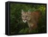 Mountain Lion on the Prowl-Galloimages Online-Framed Stretched Canvas