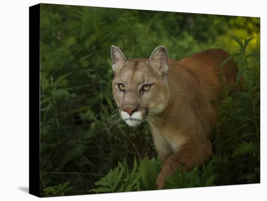 Mountain Lion on the Prowl-Galloimages Online-Stretched Canvas