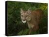 Mountain Lion on the Prowl-Galloimages Online-Stretched Canvas