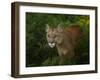 Mountain Lion on the Prowl-Galloimages Online-Framed Photographic Print