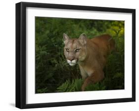 Mountain Lion on the Prowl-Galloimages Online-Framed Photographic Print