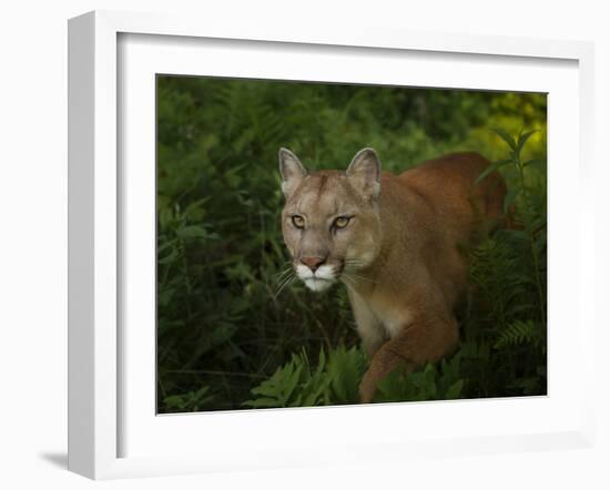 Mountain Lion on the Prowl-Galloimages Online-Framed Photographic Print