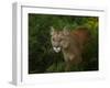 Mountain Lion on the Prowl-Galloimages Online-Framed Photographic Print