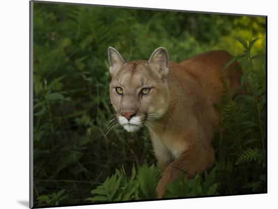 Mountain Lion on the Prowl-Galloimages Online-Mounted Photographic Print