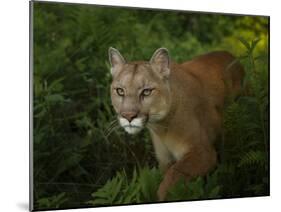 Mountain Lion on the Prowl-Galloimages Online-Mounted Photographic Print