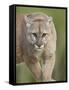 Mountain Lion or Cougar, in Captivity, Sandstone, Minnesota, USA-James Hager-Framed Stretched Canvas