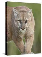 Mountain Lion or Cougar, in Captivity, Sandstone, Minnesota, USA-James Hager-Stretched Canvas