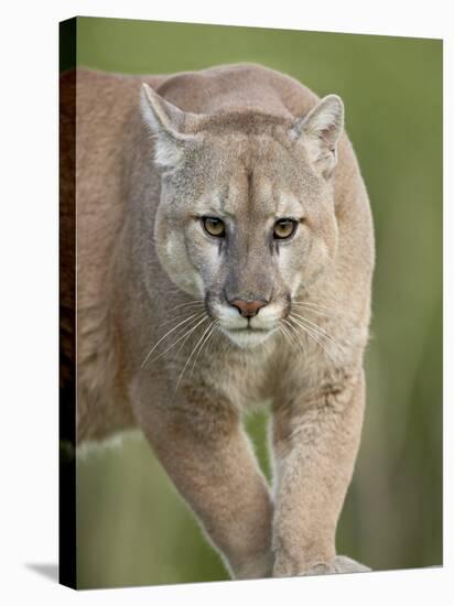 Mountain Lion or Cougar, in Captivity, Sandstone, Minnesota, USA-James Hager-Stretched Canvas