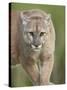 Mountain Lion or Cougar, in Captivity, Sandstone, Minnesota, USA-James Hager-Stretched Canvas