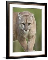 Mountain Lion or Cougar, in Captivity, Sandstone, Minnesota, USA-James Hager-Framed Photographic Print