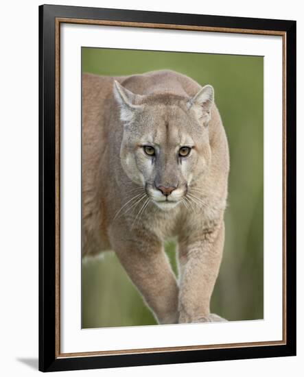 Mountain Lion or Cougar, in Captivity, Sandstone, Minnesota, USA-James Hager-Framed Photographic Print