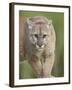 Mountain Lion or Cougar, in Captivity, Sandstone, Minnesota, USA-James Hager-Framed Photographic Print