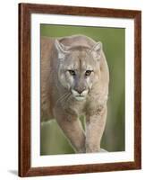 Mountain Lion or Cougar, in Captivity, Sandstone, Minnesota, USA-James Hager-Framed Photographic Print