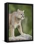 Mountain Lion or Cougar, in Captivity, Sandstone, Minnesota, USA-James Hager-Framed Stretched Canvas