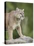 Mountain Lion or Cougar, in Captivity, Sandstone, Minnesota, USA-James Hager-Stretched Canvas