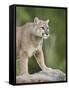 Mountain Lion or Cougar, in Captivity, Sandstone, Minnesota, USA-James Hager-Framed Stretched Canvas