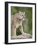 Mountain Lion or Cougar, in Captivity, Sandstone, Minnesota, USA-James Hager-Framed Photographic Print