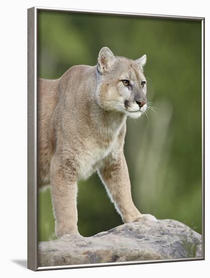 Mountain Lion or Cougar, in Captivity, Sandstone, Minnesota, USA-James Hager-Framed Photographic Print