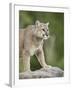 Mountain Lion or Cougar, in Captivity, Sandstone, Minnesota, USA-James Hager-Framed Photographic Print