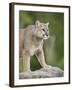 Mountain Lion or Cougar, in Captivity, Sandstone, Minnesota, USA-James Hager-Framed Photographic Print