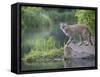 Mountain Lion or Cougar, in Captivity, Sandstone, Minnesota, USA-James Hager-Framed Stretched Canvas