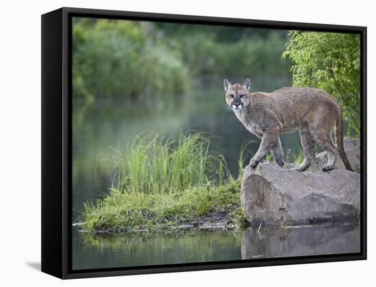 Mountain Lion or Cougar, in Captivity, Sandstone, Minnesota, USA-James Hager-Framed Stretched Canvas