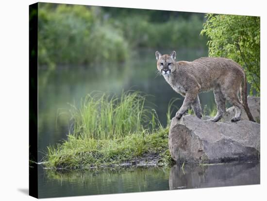 Mountain Lion or Cougar, in Captivity, Sandstone, Minnesota, USA-James Hager-Stretched Canvas