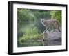 Mountain Lion or Cougar, in Captivity, Sandstone, Minnesota, USA-James Hager-Framed Photographic Print