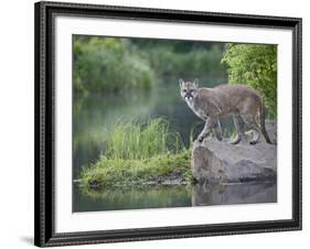 Mountain Lion or Cougar, in Captivity, Sandstone, Minnesota, USA-James Hager-Framed Photographic Print