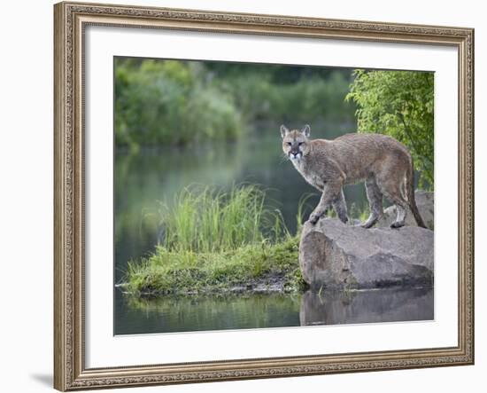 Mountain Lion or Cougar, in Captivity, Sandstone, Minnesota, USA-James Hager-Framed Photographic Print