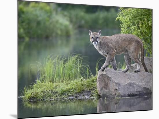 Mountain Lion or Cougar, in Captivity, Sandstone, Minnesota, USA-James Hager-Mounted Photographic Print