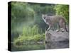 Mountain Lion or Cougar, in Captivity, Sandstone, Minnesota, USA-James Hager-Stretched Canvas