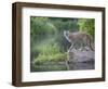 Mountain Lion or Cougar, in Captivity, Sandstone, Minnesota, USA-James Hager-Framed Photographic Print