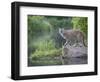 Mountain Lion or Cougar, in Captivity, Sandstone, Minnesota, USA-James Hager-Framed Photographic Print