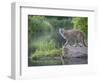 Mountain Lion or Cougar, in Captivity, Sandstone, Minnesota, USA-James Hager-Framed Photographic Print