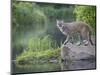 Mountain Lion or Cougar, in Captivity, Sandstone, Minnesota, USA-James Hager-Mounted Photographic Print