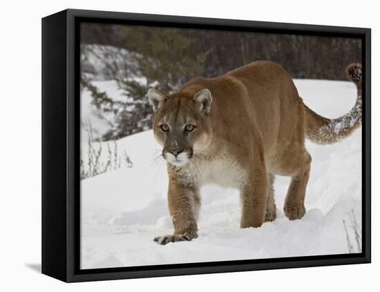 Mountain Lion or Cougar in Snow, Near Bozeman, Montana, USA-James Hager-Framed Stretched Canvas