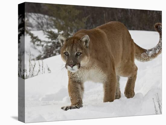 Mountain Lion or Cougar in Snow, Near Bozeman, Montana, USA-James Hager-Stretched Canvas