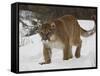 Mountain Lion or Cougar in Snow, Near Bozeman, Montana, USA-James Hager-Framed Stretched Canvas