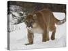 Mountain Lion or Cougar in Snow, Near Bozeman, Montana, USA-James Hager-Stretched Canvas