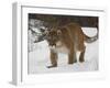 Mountain Lion or Cougar in Snow, Near Bozeman, Montana, USA-James Hager-Framed Photographic Print