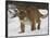 Mountain Lion or Cougar in Snow, Near Bozeman, Montana, USA-James Hager-Framed Photographic Print