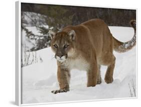 Mountain Lion or Cougar in Snow, Near Bozeman, Montana, USA-James Hager-Framed Photographic Print