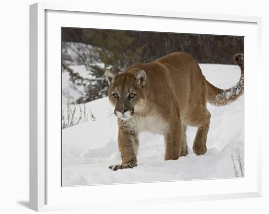 Mountain Lion or Cougar in Snow, Near Bozeman, Montana, USA-James Hager-Framed Photographic Print