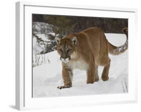 Mountain Lion or Cougar in Snow, Near Bozeman, Montana, USA-James Hager-Framed Photographic Print