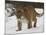 Mountain Lion or Cougar in Snow, Near Bozeman, Montana, USA-James Hager-Mounted Photographic Print