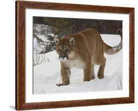 Mountain Lion or Cougar in Snow, Near Bozeman, Montana, USA-James Hager-Framed Photographic Print