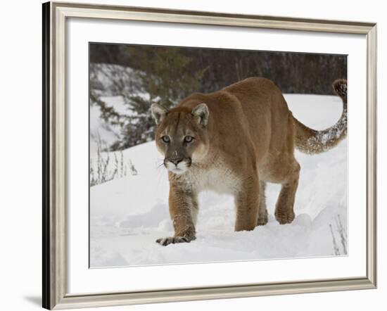 Mountain Lion or Cougar in Snow, Near Bozeman, Montana, USA-James Hager-Framed Photographic Print