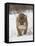 Mountain Lion or Cougar in Snow, Near Bozeman, Montana, USA-James Hager-Framed Stretched Canvas