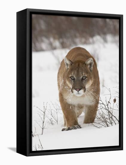 Mountain Lion or Cougar in Snow, Near Bozeman, Montana, USA-James Hager-Framed Stretched Canvas